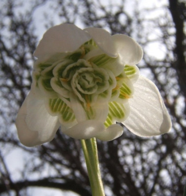 Gefulltes_5-3-11.JPG