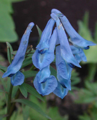 Corydalis_Kingfisher_neu.jpg
