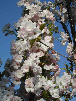 Prunus_serrulata_Amanogawa.jpg