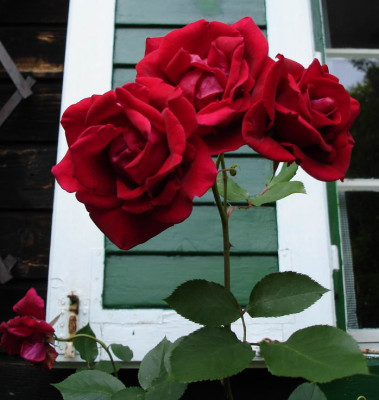 Rose1a_Unbekannt.jpg