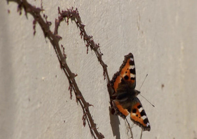 1._Schmetterling.JPG