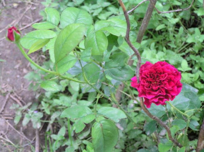rose_unbek.jpg