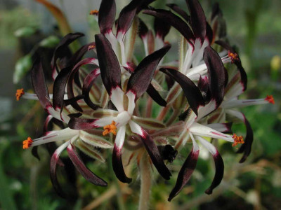 Pelargonium_auritum.jpg