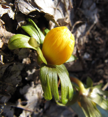 Eranthis_hyemalis_Schluyters_Orange_110306.jpg