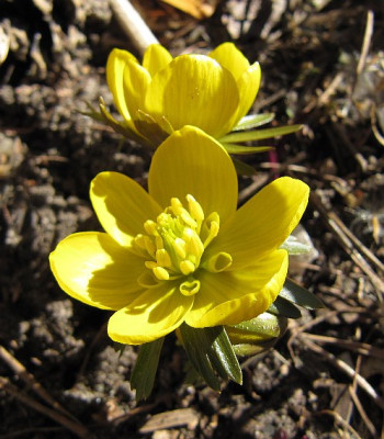 Eranthis_y_tubergenii_110306.jpg