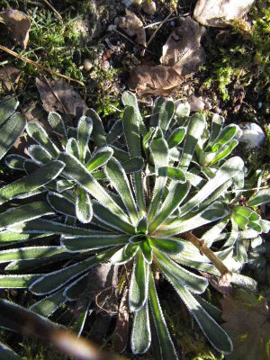 saxifraga_longifolia_110306.jpg