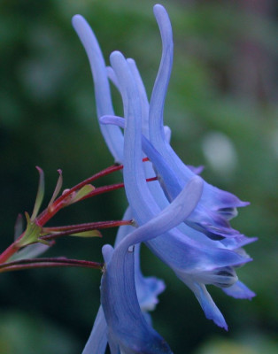 Corydalis_flexuosa1.jpg