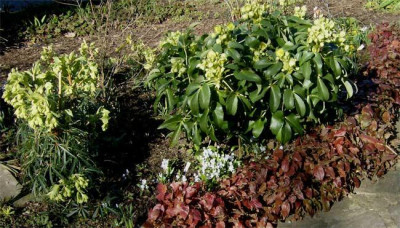 helleborus-argutifolius-070.jpg