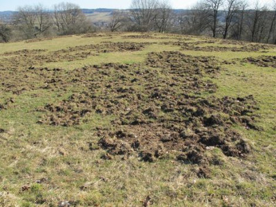 Wildschweinschaden_fars_2011.jpg