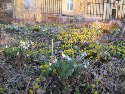 Eranthis_hinterm_Haus_ue.jpg