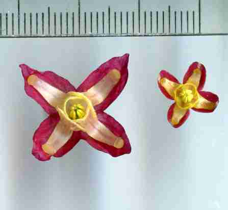 Epi-rubrum001.jpg
