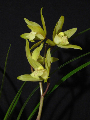 Cymbidium_spec._1000x1000_80KB.jpg