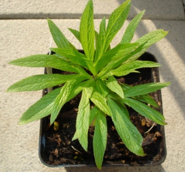purpur._Kramer_2007.JPG