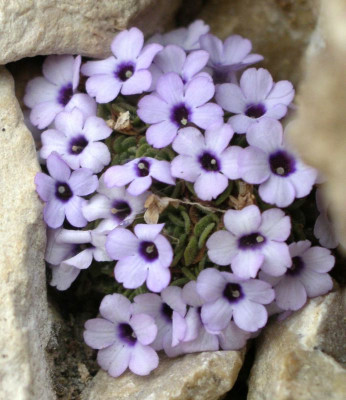comp_Dionysia_afghanica_09.03.11.jpg
