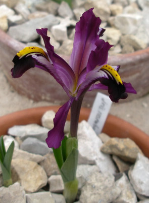 comp_Iris_rosenbachiana_09.03.11.jpg