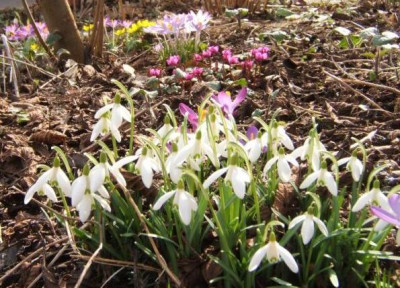 Vorgarten_19-3-10.JPG