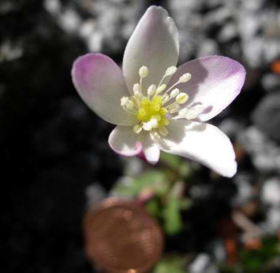Anemone_flaccida_l.n.Fujimara_Mts.2005-04-22_.JPG