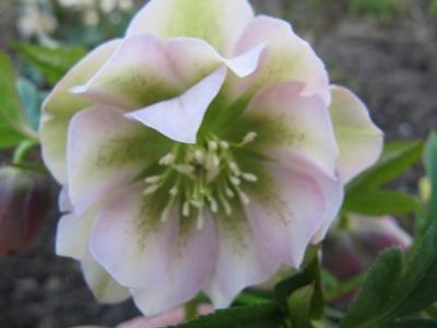 Helleborus5_570.jpg