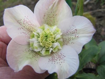 Helleborus_5_573.jpg