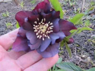 Helleborus_5_558.jpg