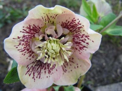 Helleborus5_572.jpg
