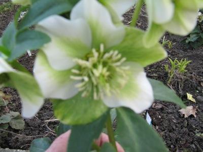 Helleborus5_559.jpg