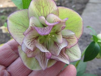 Helleborus_5_575.jpg