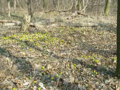 winterlinge0.jpg