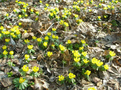 winterlinge4.jpg