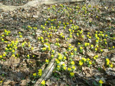 winterlinge003.jpg