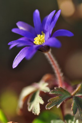 Anemone.JPG