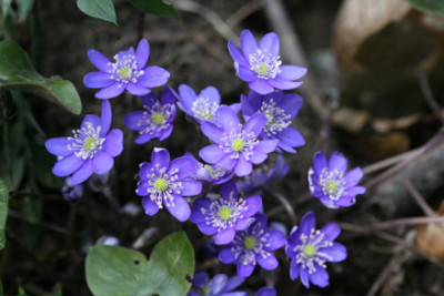 Hepatica_Kaltern_112_.jpg