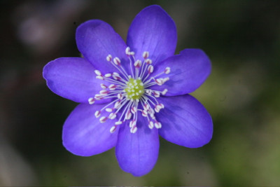 Hepatica_Kaltern_113.jpg