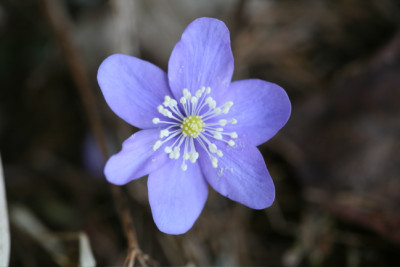 Hepatica_Beuron_111.jpg