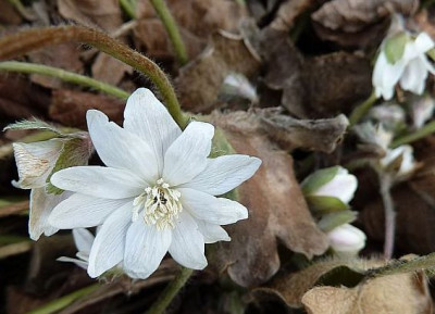 Hepatica_wei_P10001023.jpg