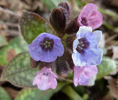 Pulmonaria_P10001151.jpg