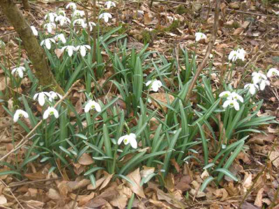 Galanthus_Dionysus__IMG_8284.JPG