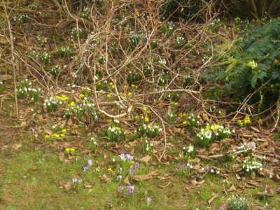 CrocusEranthisLeucojum__IMG_8264.JPG