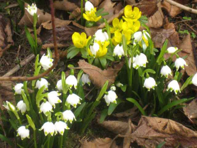 Leucojum_mit_Eranthis__IMG_8266.JPG