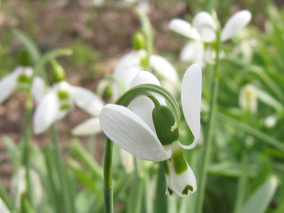 Galanthus_20110309.jpg