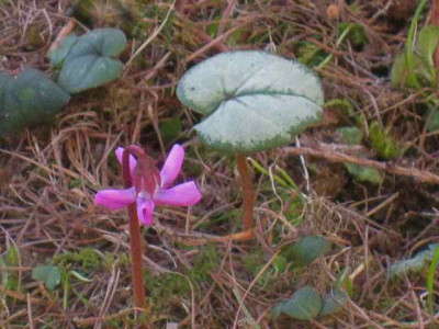 Cyclamen_coum_Siver_Leaf__IMG_8342.JPG