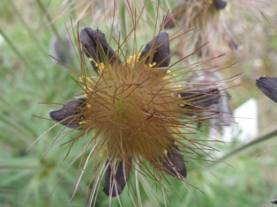 HBV_pulsatilla_pratensis_var_nigricans.jpg