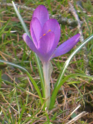 Crocus_tomm._Rosa__IMG_8339.JPG