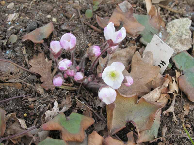 Hepatica_hellrosa_ue.jpg