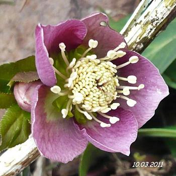 Helleborus_1_klein.JPG