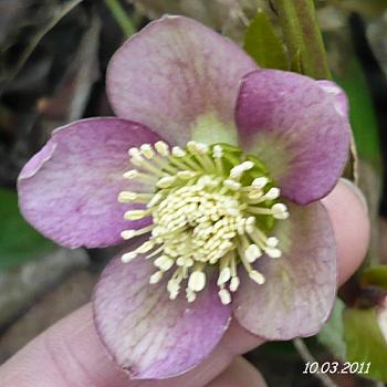 Helleborus_2_klein.JPG