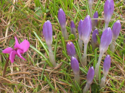 Cyclamen_und_Crocus__IMG_8276.JPG