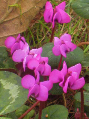 Cyclamen_coum_Red__IMG_8271.JPG