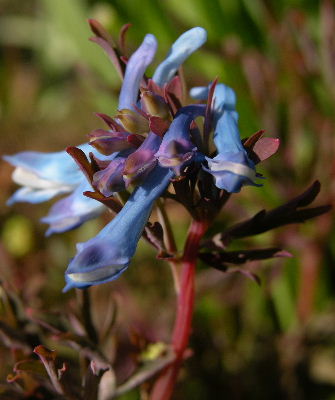 corydalis_flexuosa.JPG