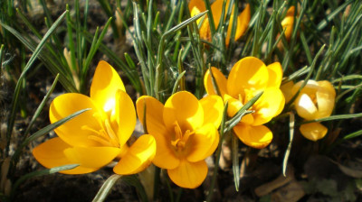 crocusgelb1ea.jpg